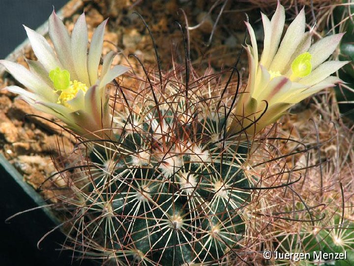 Mammillaria carretii ©Juergen Menzel